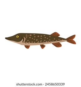 Vector drawing fish, northern pike , isolated at white background, hand drawn vector illustration