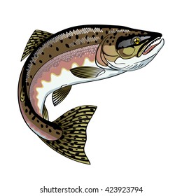 Vector drawing of fish pink Salmon 