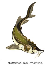 Vector drawing fish sturgeon on a white background