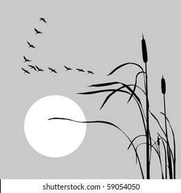 vector drawing flock geese on bulrush