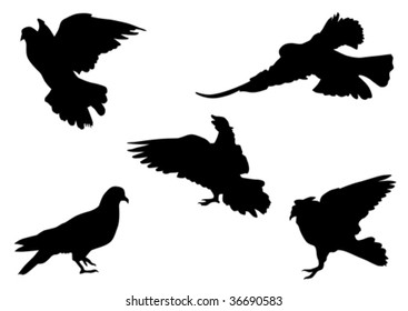 Vector drawing flocks of pigeons. Silhouette on white background