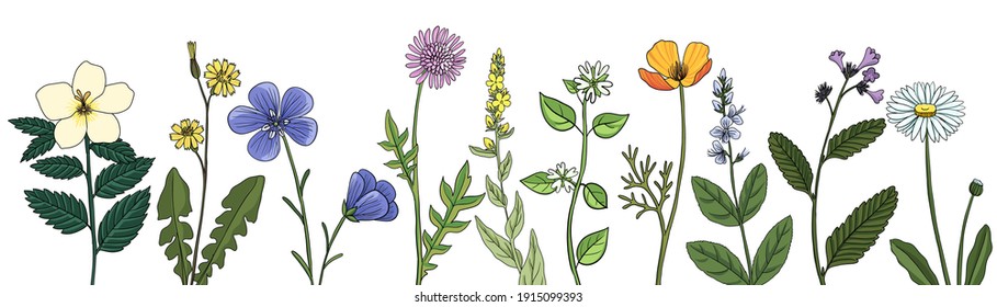 fondo floral de dibujo vectorial, plantilla natural con plantas medicinales, ilustración dibujada a mano
