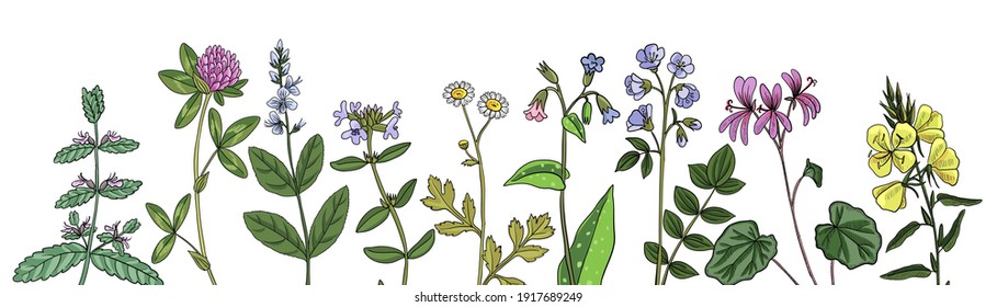 vector drawing floral background, natural template with medicinal plants, hand drawn illustration