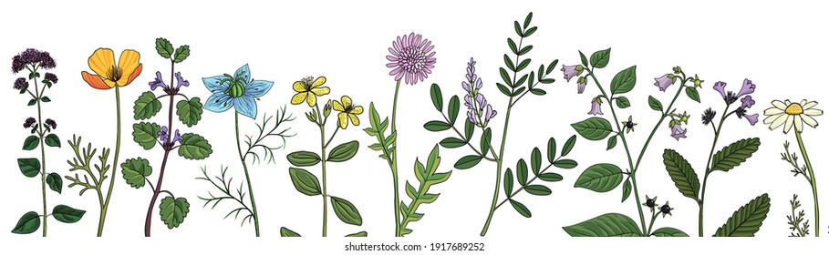 vector drawing floral background, natural template with medicinal plants, hand drawn illustration
