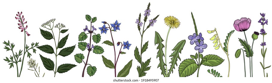 Vektorgrafik, floraler Hintergrund, natürliche Vorlage mit Heilpflanzen, handgezeichnet
