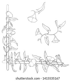 vector drawing floral element with bindweed flowers and leaves, hand drawn illustration