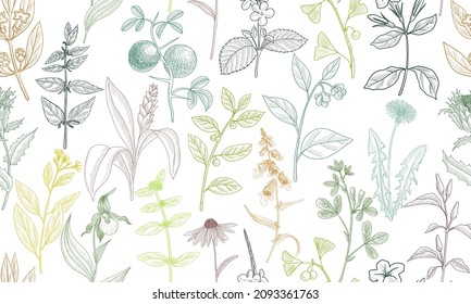 vector drawing floral seamless pattern, natural background with medicinal plants, hand drawn illustration