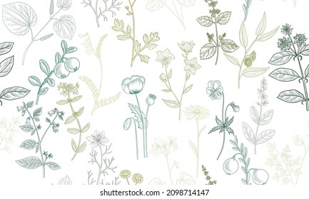 vector drawing floral seamless pattern, natural background with medicinal plants, hand drawn illustration