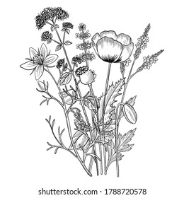 vector drawing floral vintage element, bouquet of medicinal plants, hand drawn illustration