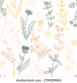 vector drawing floral vintage seamless pattern with plants, hand drawn illustration, background with medicinal herbs