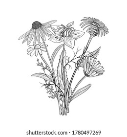 vector drawing floral vintage template, bouquet of medicinal plants, hand drawn illustration
