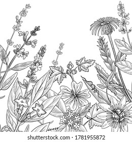 vector drawing floral vintage template with medicinal plants, hand drawn illustration