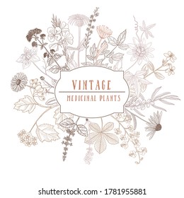 vector drawing floral vintage template with medicinal plants, hand drawn illustration