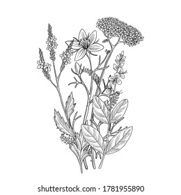 vector drawing floral vintage template, bouquet of medicinal plants, hand drawn illustration