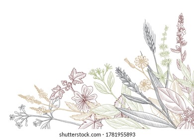 vector drawing floral vintage template with medicinal plants, hand drawn illustration