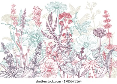 vector drawing floral vintage template with medicinal plants, hand drawn illustration