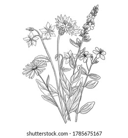 vector drawing floral vintage template, bouquet of medicinal plants, hand drawn illustration