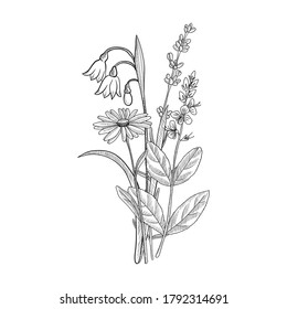 vector drawing floral vintage template, bouquet of medicinal plants, hand drawn illustration, wild flowers