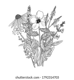 vector drawing floral vintage template, bouquet of medicinal plants, hand drawn illustration, wild flowers