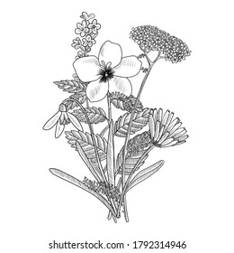 vector drawing floral vintage template, bouquet of medicinal plants, hand drawn illustration, wild flowers