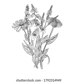 vector drawing floral vintage template, bouquet of medicinal plants, hand drawn illustration, wild flowers