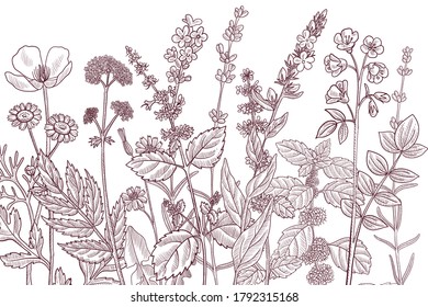 vector drawing floral vintage template with medicinal plants, hand drawn illustration, background with wold flowers