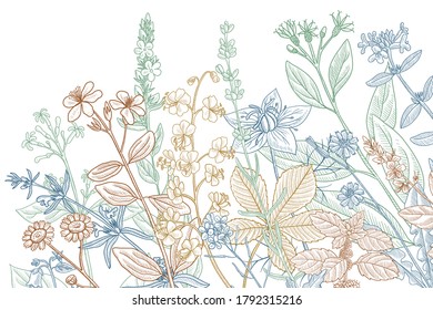 vector drawing floral vintage template with medicinal plants, hand drawn illustration, background with wold flowers