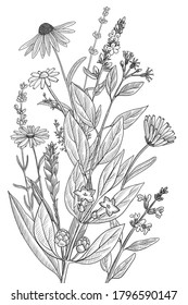 vector drawing floral vintage template, bouquet of medicinal plants, hand drawn illustration