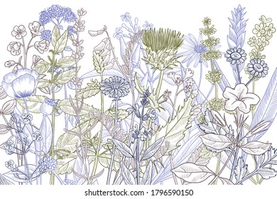 vector drawing floral vintage template with medicinal plants, hand drawn illustration