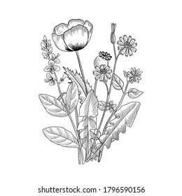 vector drawing floral vintage template, bouquet of medicinal plants, hand drawn illustration