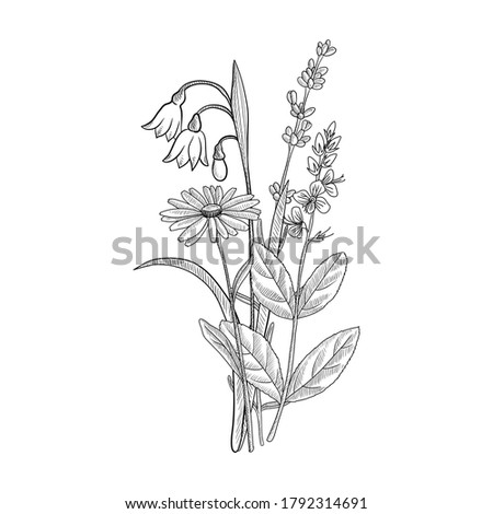 vector drawing floral vintage template, bouquet of medicinal plants, hand drawn illustration, wild flowers