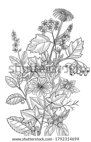 vector drawing floral vintage template, bouquet of medicinal plants, hand drawn illustration, wild flowers