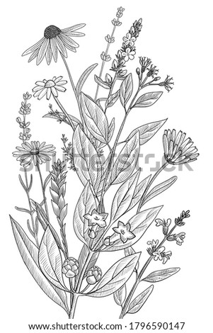 vector drawing floral vintage template, bouquet of medicinal plants, hand drawn illustration
