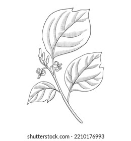 vector drawing flower of Alangium chinense, herb of traditional chinese medicine, hand drawn illustration