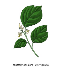 vector drawing flower of Alangium chinense, herb of traditional chinese medicine, hand drawn illustration