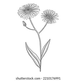 Vector Drawing Flower Of Aster Tataricus, Herb Of Traditional Chinese Medicine, Hand Drawn Illustration