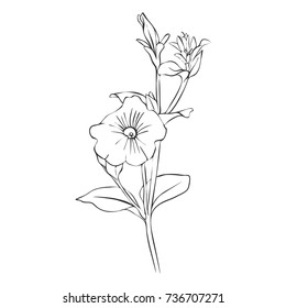 vector drawing flower and buds, isolated floral element, hand drawn botanical illustration