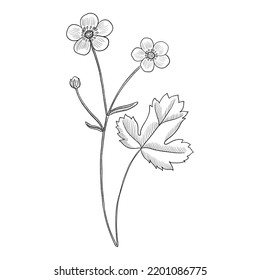 Vektorgrafik-Blume aus Butterbecher, Ranunculus japonicus halluzinogene Pflanze, Kräuterpflanze der traditionellen chinesischen Medizin, handgezeichnet