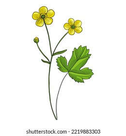 Vektorgrafik-Blume aus Butterbecher, Ranunculus japonicus halluzinogene Pflanze, Kräuterpflanze der traditionellen chinesischen Medizin, handgezeichnet