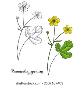 Vektorgrafik Blume von Buttercup, Ranunculus japonicus halluzinogene Pflanze, Kraut der traditionellen chinesischen Medizin, handgezeichnete Illustration