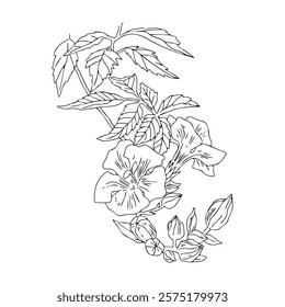 Vector drawing of a flower. Campsis radicans. Outline illustration of blooming a trumpet vine flowers.
Elements for packaging design, tattoos, printing on T-shirts, postcards.