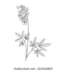 vector drawing flower of Chinese poppy of Yan Hu Sou, Corydalis yanhusuo, herb of traditional chinese medicine, hand drawn illustration