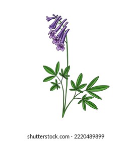 vector drawing flower of Chinese poppy of Yan Hu Sou, Corydalis yanhusuo, herb of traditional chinese medicine, hand drawn illustration