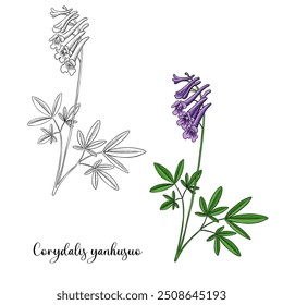 flor de desenho de vetor da papoula chinesa de Yan Hu Sou, Corydalis yanhusuo, erva da medicina chinesa tradicional, ilustração desenhada à mão