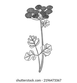 vector drawing flower of coastal hog fennel , Peucedanum japonicum, hallucinogenic plant, herb of traditional chinese medicine, hand drawn illustration