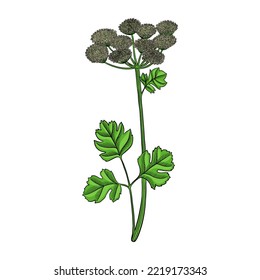 vector drawing flower of coastal hog fennel , Peucedanum japonicum, hallucinogenic plant, herb of traditional chinese medicine, hand drawn illustration