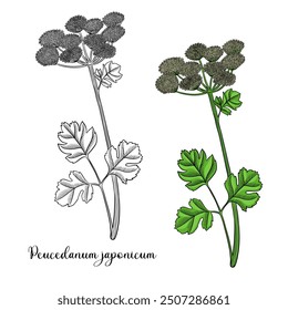 Flor de dibujo de Vector de hinojo cerdo costero, Peucedanum japonicum, planta alucinógena, hierba de la medicina tradicional china, ilustración dibujada a mano