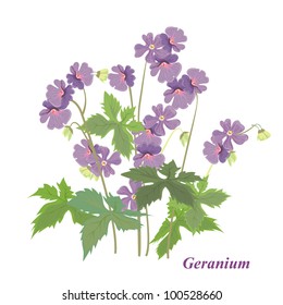 Vector drawing of a flower - geranium. Background with a flower for the design. Bush geranium.