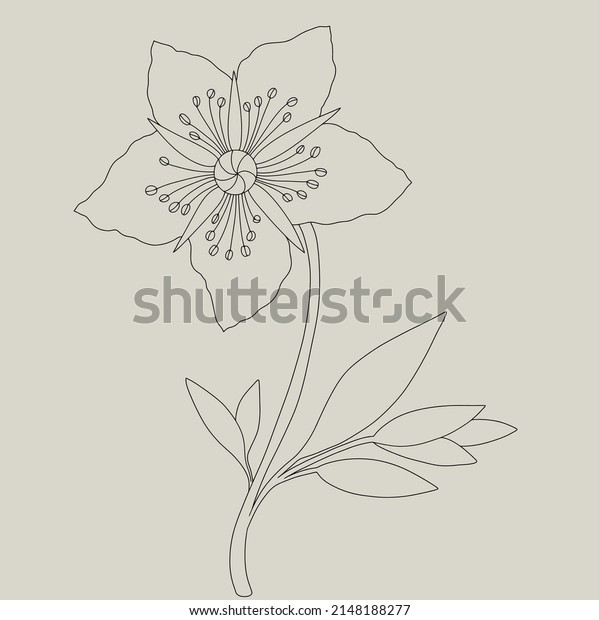 Vector drawing flower of
hellebore, floral background, hand drawn botanical
illustration
