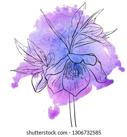 vector drawing flower of hellebore at violet watercolor, floral background, hand drawn botanical illustration